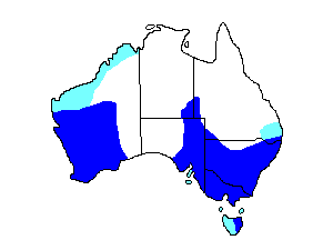 Image of Range of Australian Shelduck