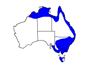 Image of Range of Azure Kingfisher
