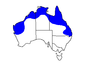Image of Range of Blue-winged Kookaburra