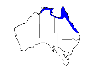 Image of Range of Large-tailed Nightjar