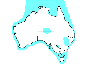 Image of Range of Bar-tailed Godwit