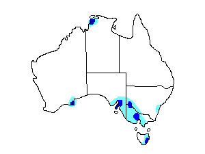 Image of Range of Baird's Sandpiper