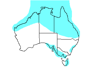 Image of Range of Oriental Plover