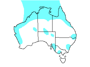 Image of Range of Oriental Pratincole