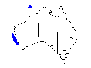 Image of Range of Lesser Noddy