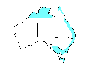 Image of Range of Grey Goshawk