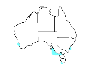 Image of Range of Antarctic Petrel