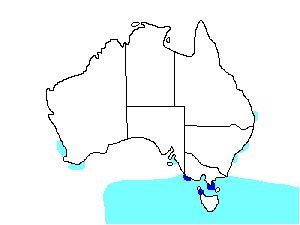 Image of Range of Common Diving-Petrel