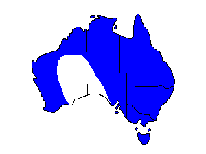 Image of Range of Australian Reed-Warbler