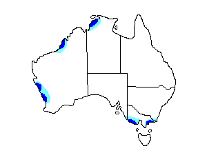 Image of Range of White Wagtail