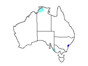 Image of Range of Citrine Wagtail