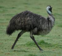 Image of Emu