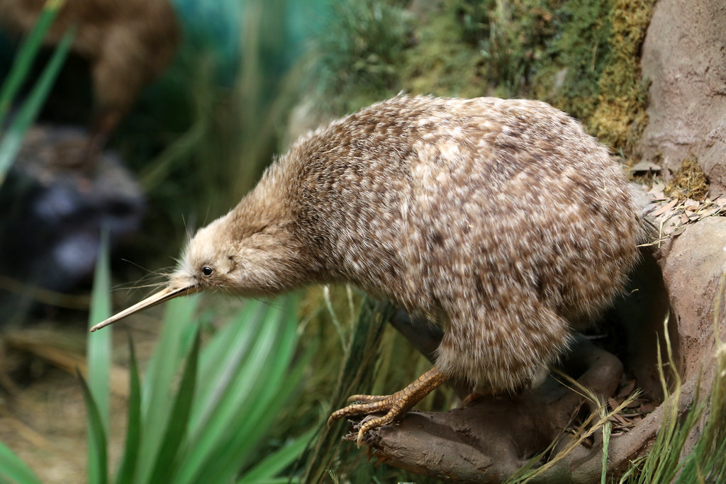 Image of Little Spotted Kiwi