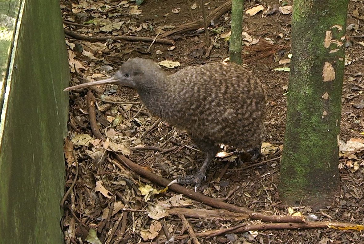 Image of Great Spotted Kiwi