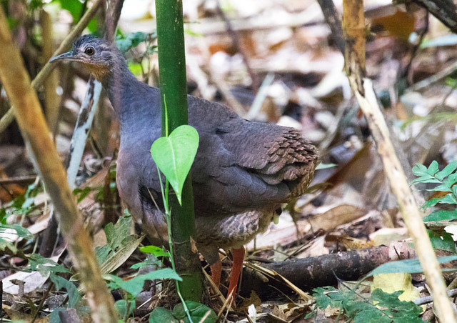 Image of Black-capped Tinamou