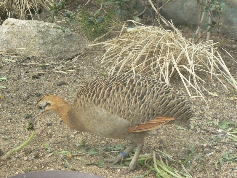Image of Red-winged Tinamou