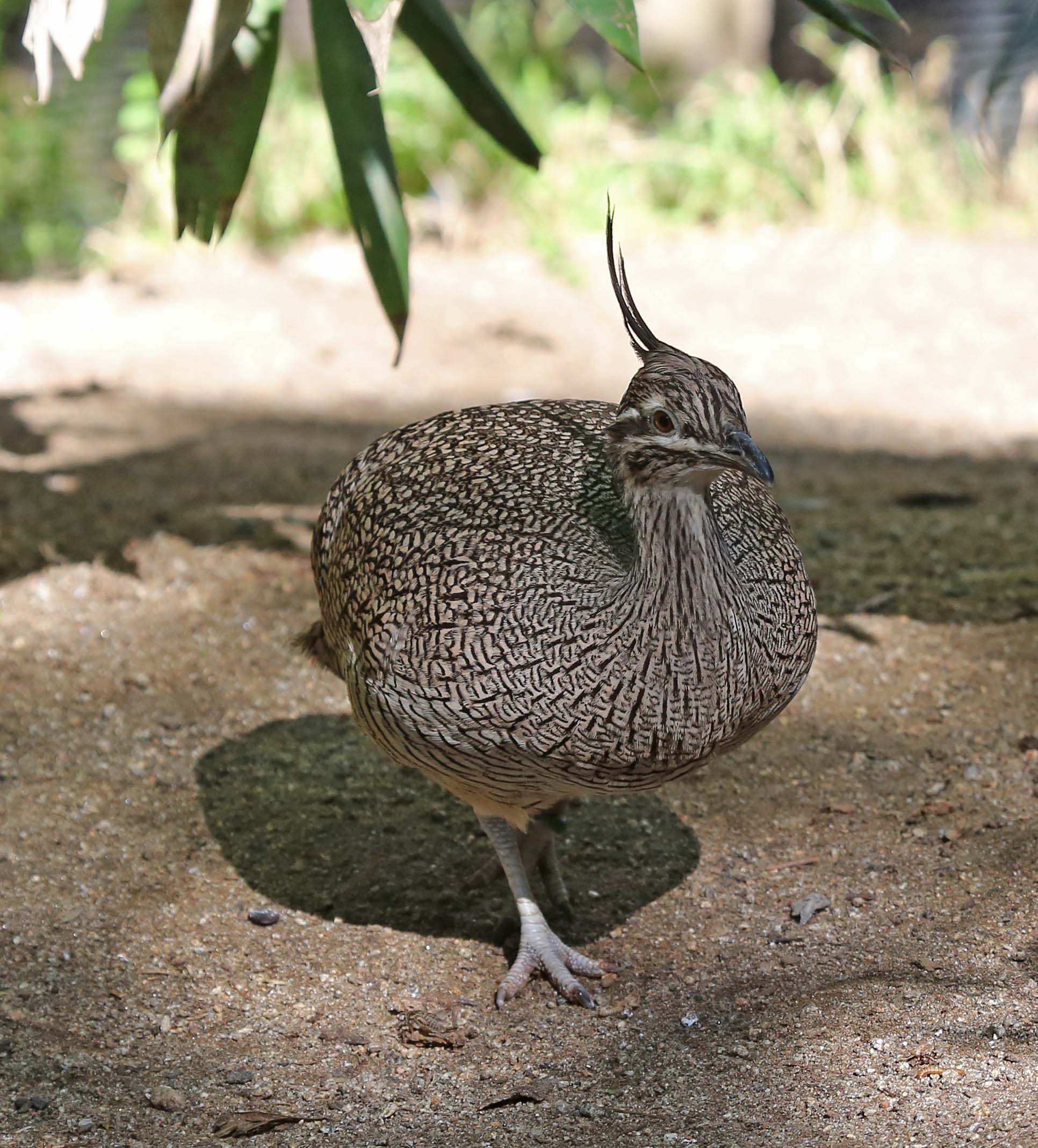Image of Elegant Crested Tinamou