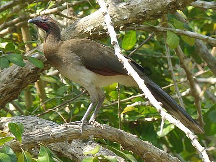 Image of Chestnut-winged Chachalaca