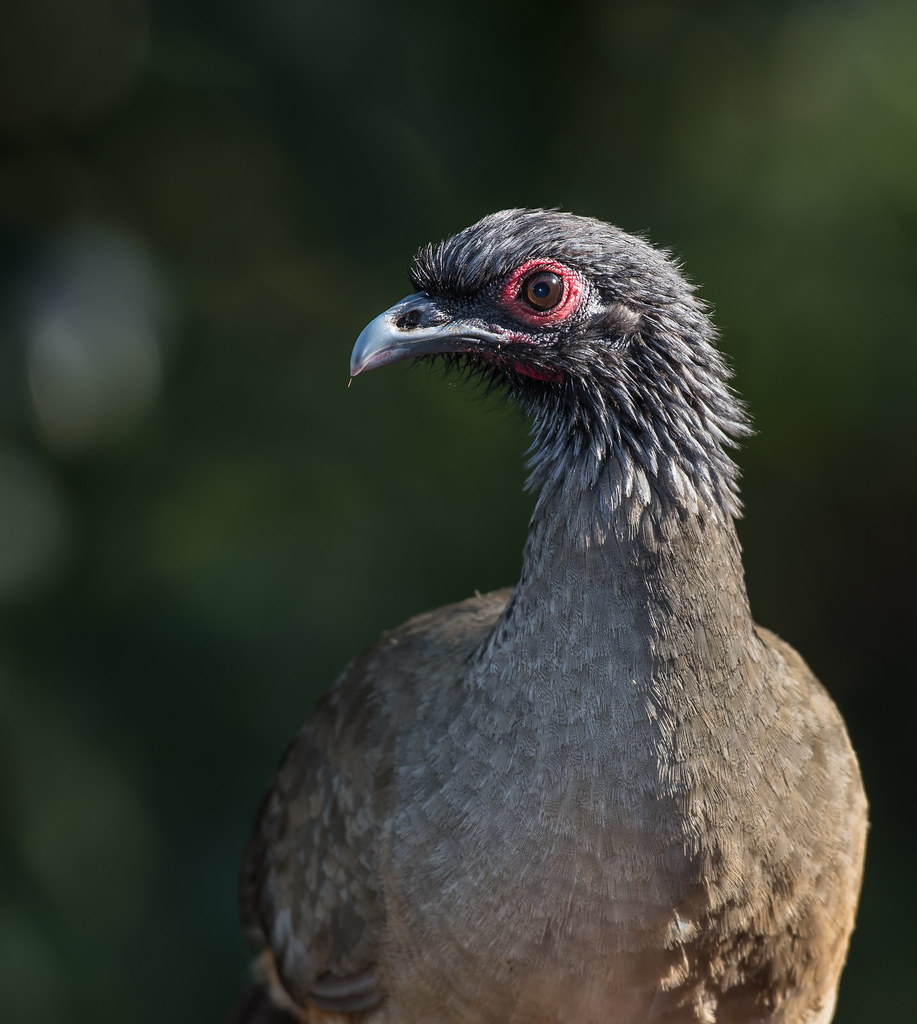 Image of West Mexican Chachalaca