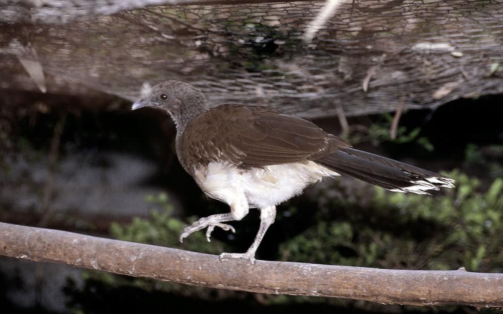 Image of White-bellied Chachalaca