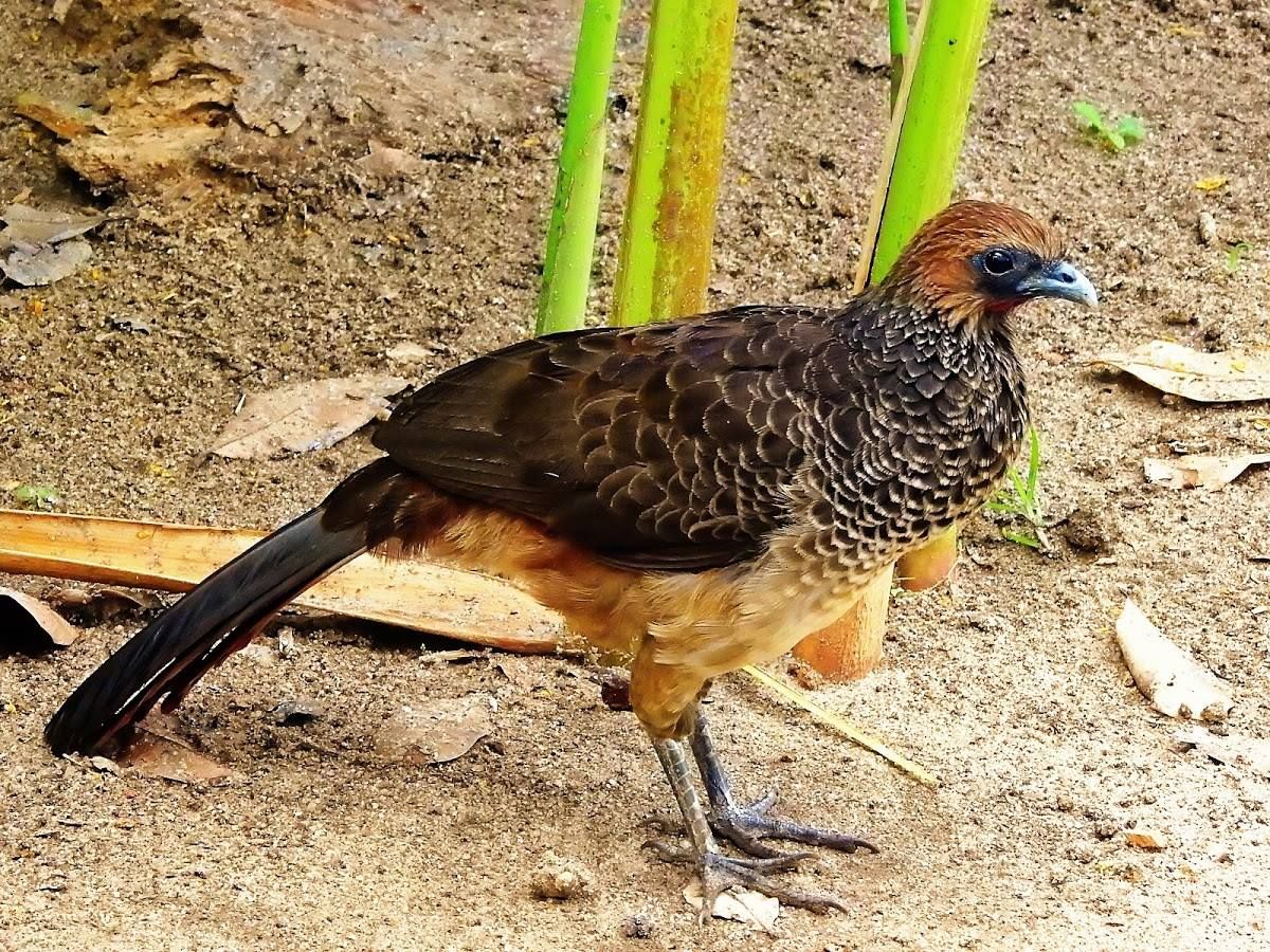 Image of Speckled Chachalaca
