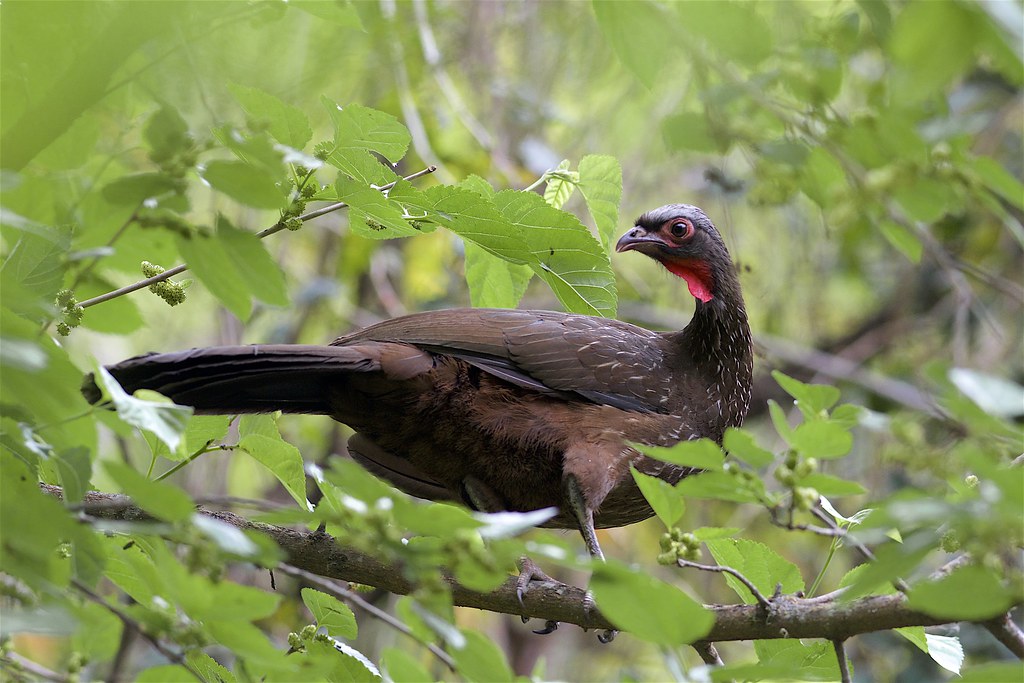 Image of Red-faced Guan