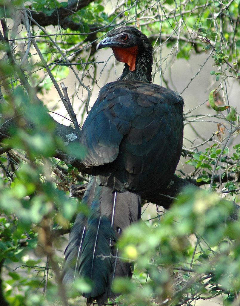 Image of White-winged Guan