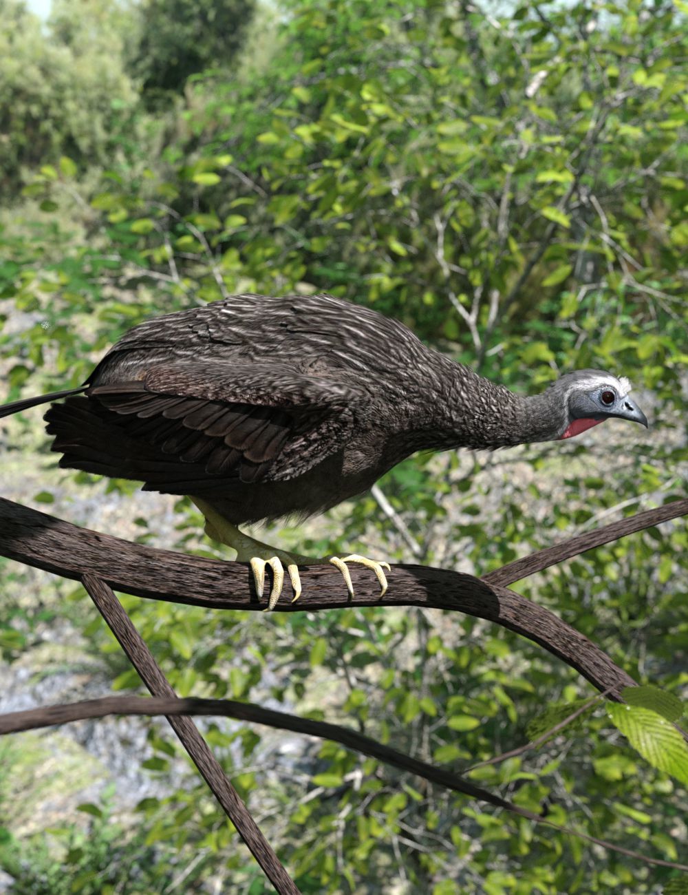 Image of White-browed Guan