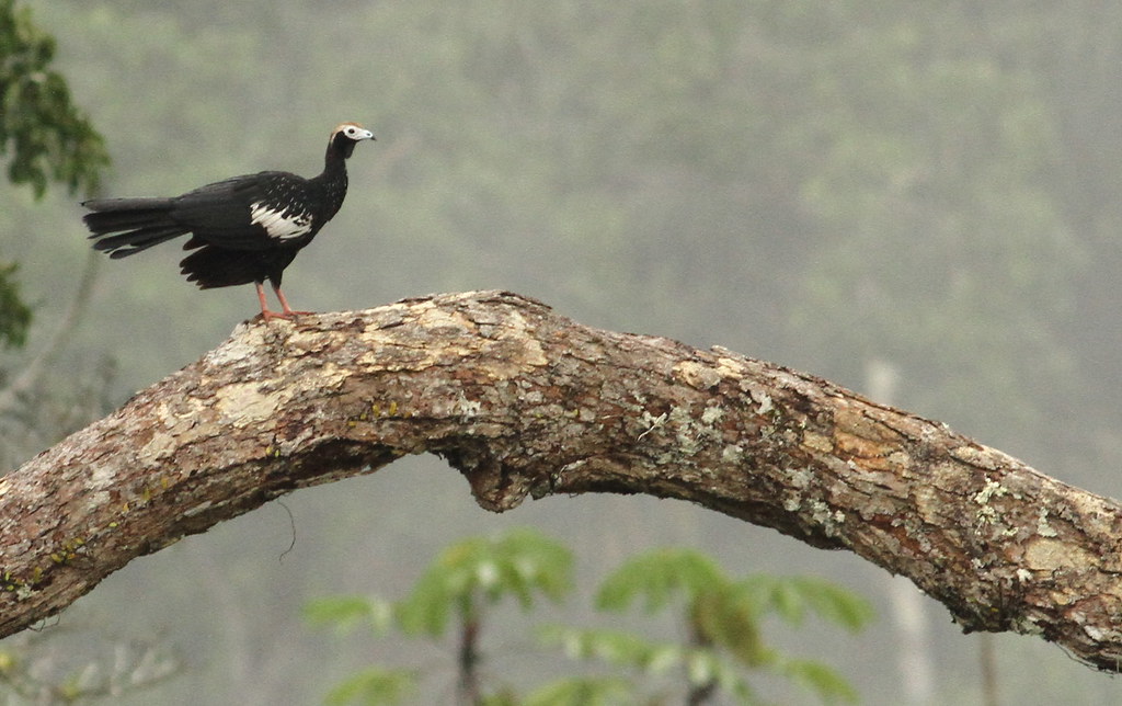 Image of Blue-throated Piping-guan