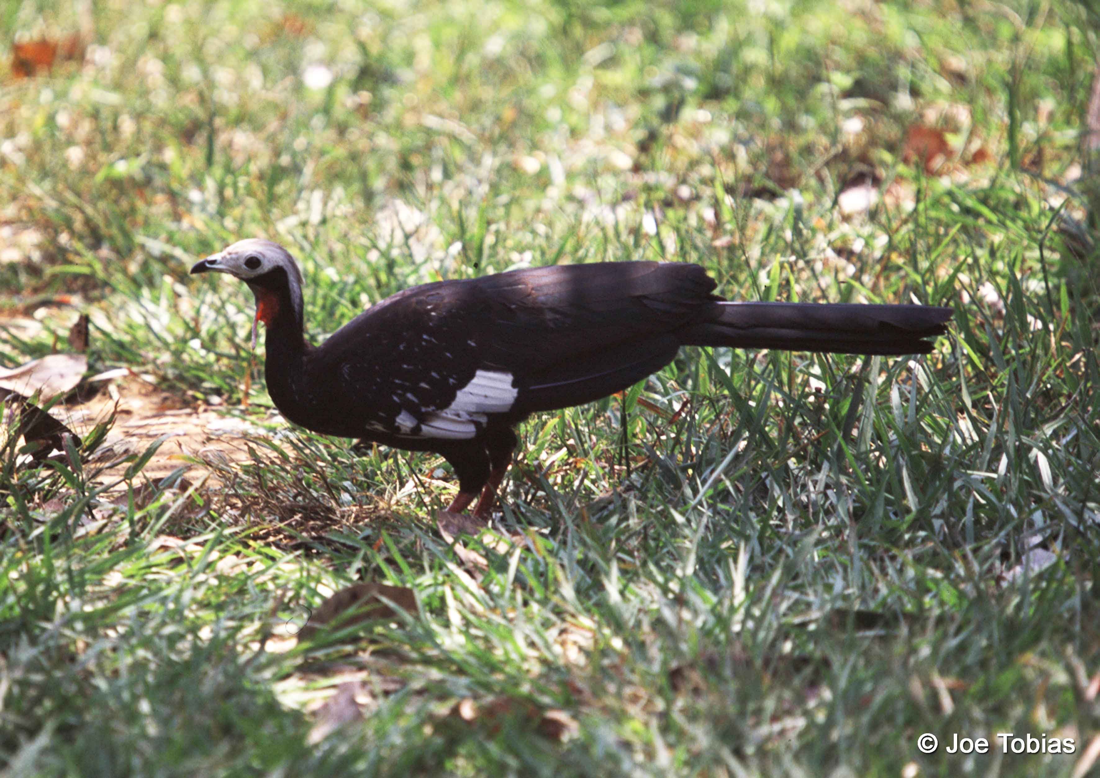 Image of Red-throated Piping-guan