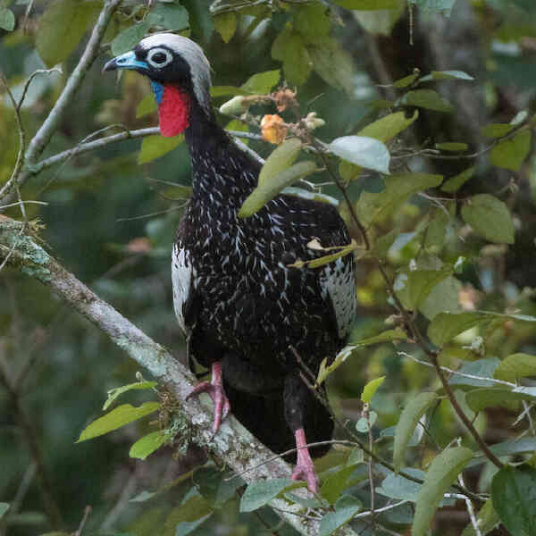 Image of Black-fronted Piping-guan
