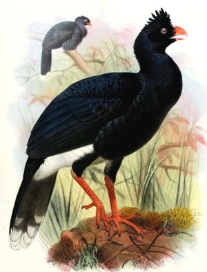 Image of Salvin's Curassow