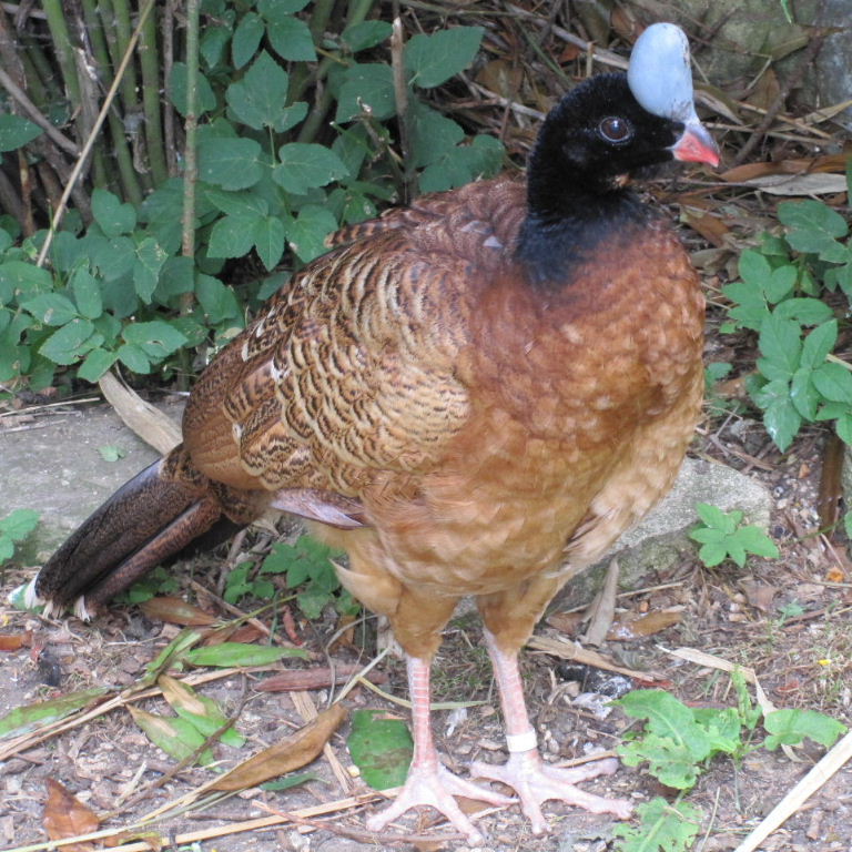 Image of Helmeted Curassow