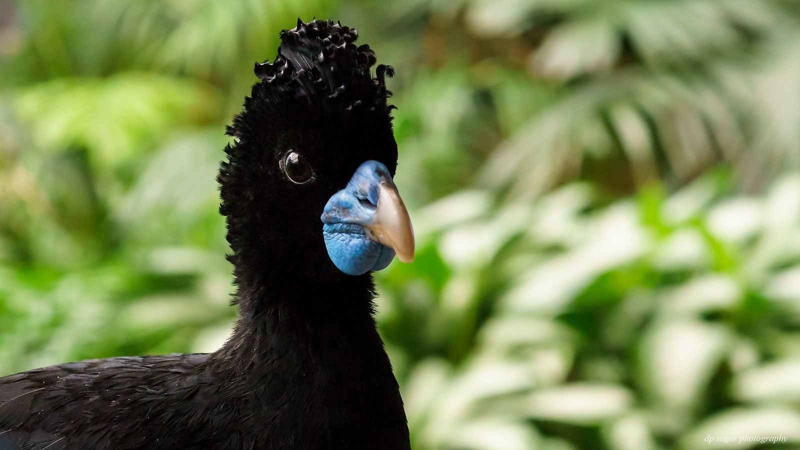 Image of Blue-billed Curassow