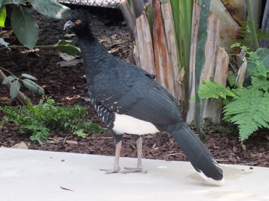 Image of Yellow-knobbed Curassow