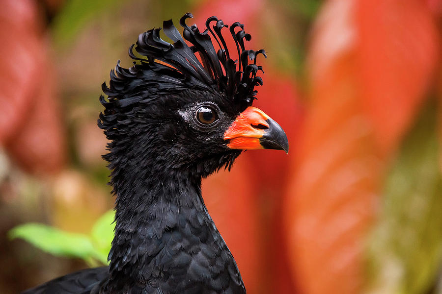 Image of Red-billed Curassow