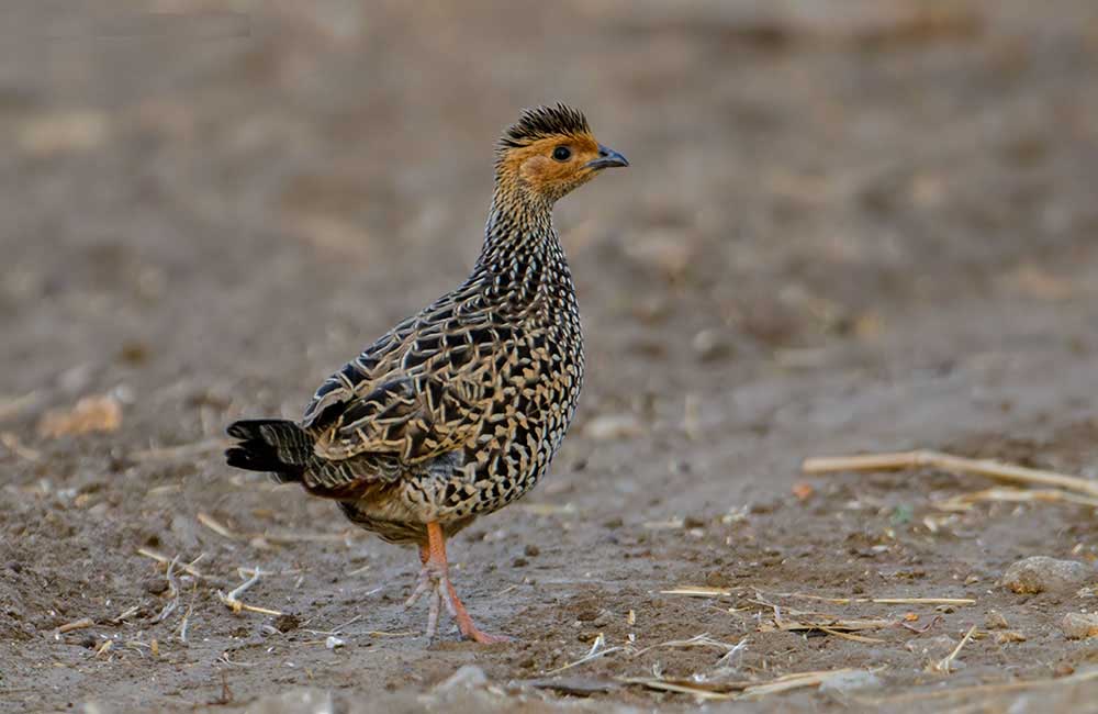 Image of Painted Francolin