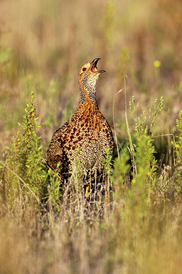 Image of Grey-winged Francolin