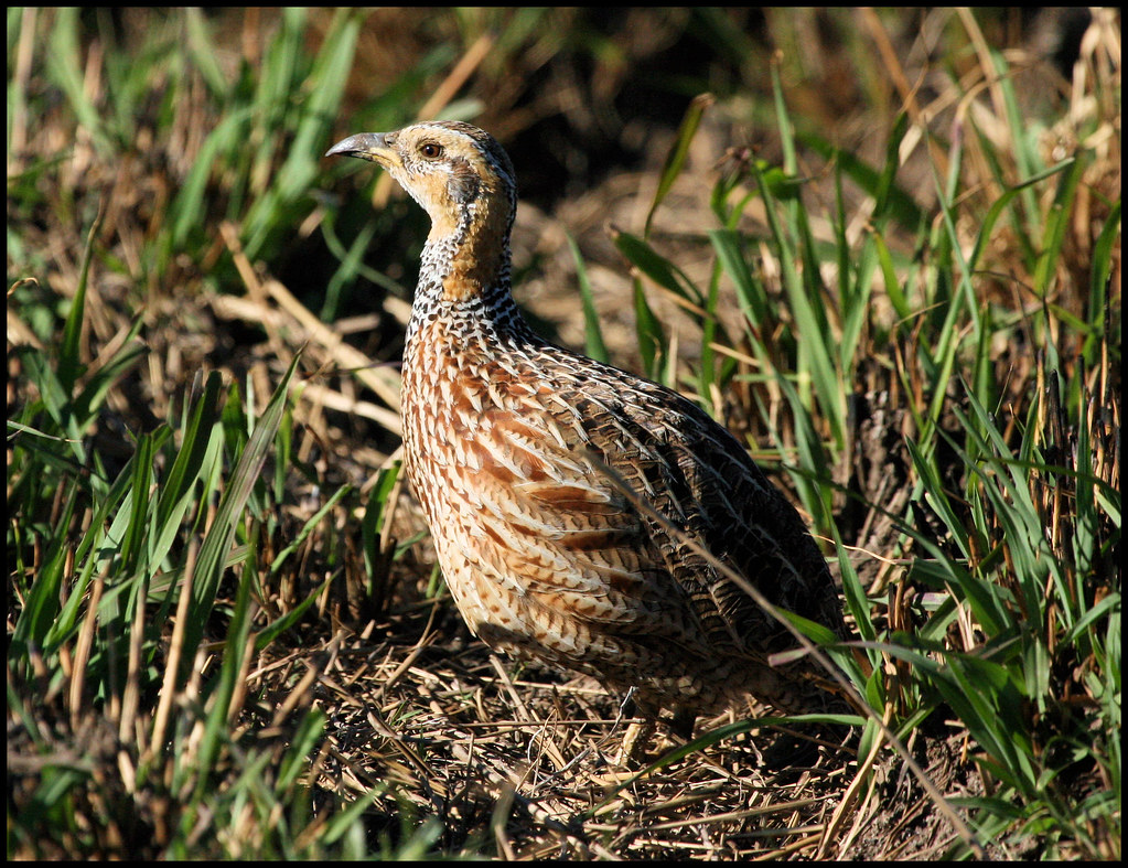 Image of Red-winged Francolin