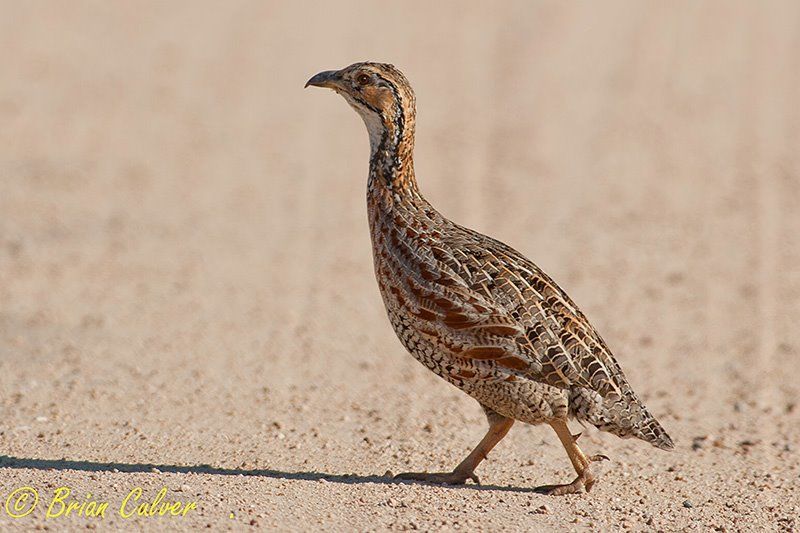 Image of Shelley's Francolin