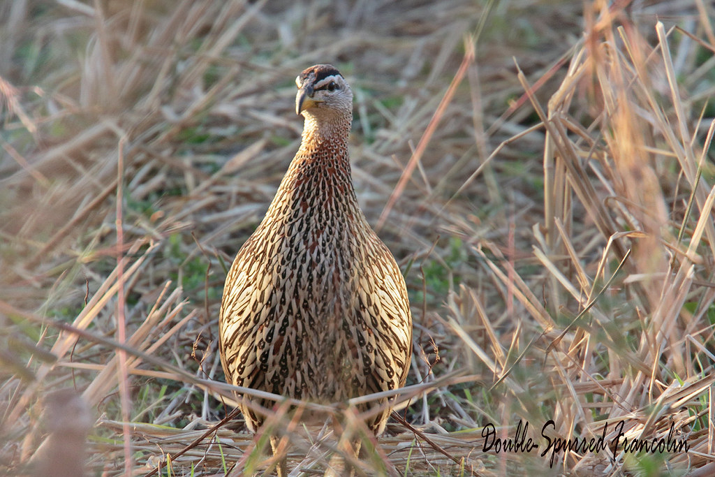 Image of Double-spurred Francolin