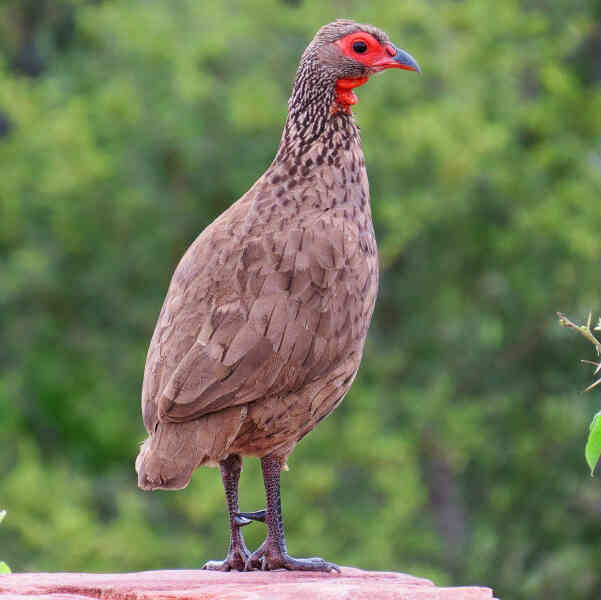 Image of Swainson's Francolin