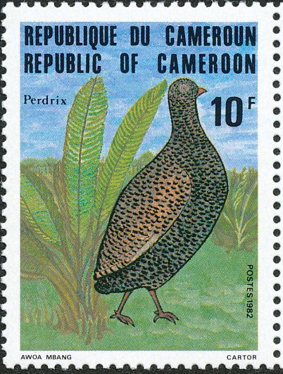 Image of Mount Cameroon Francolin