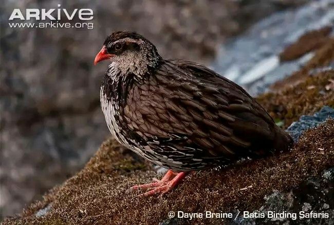 Image of Swierstra's Francolin