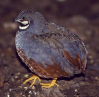 Image of Blue-breasted Quail