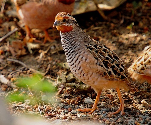 Image of Rock Bush-quail