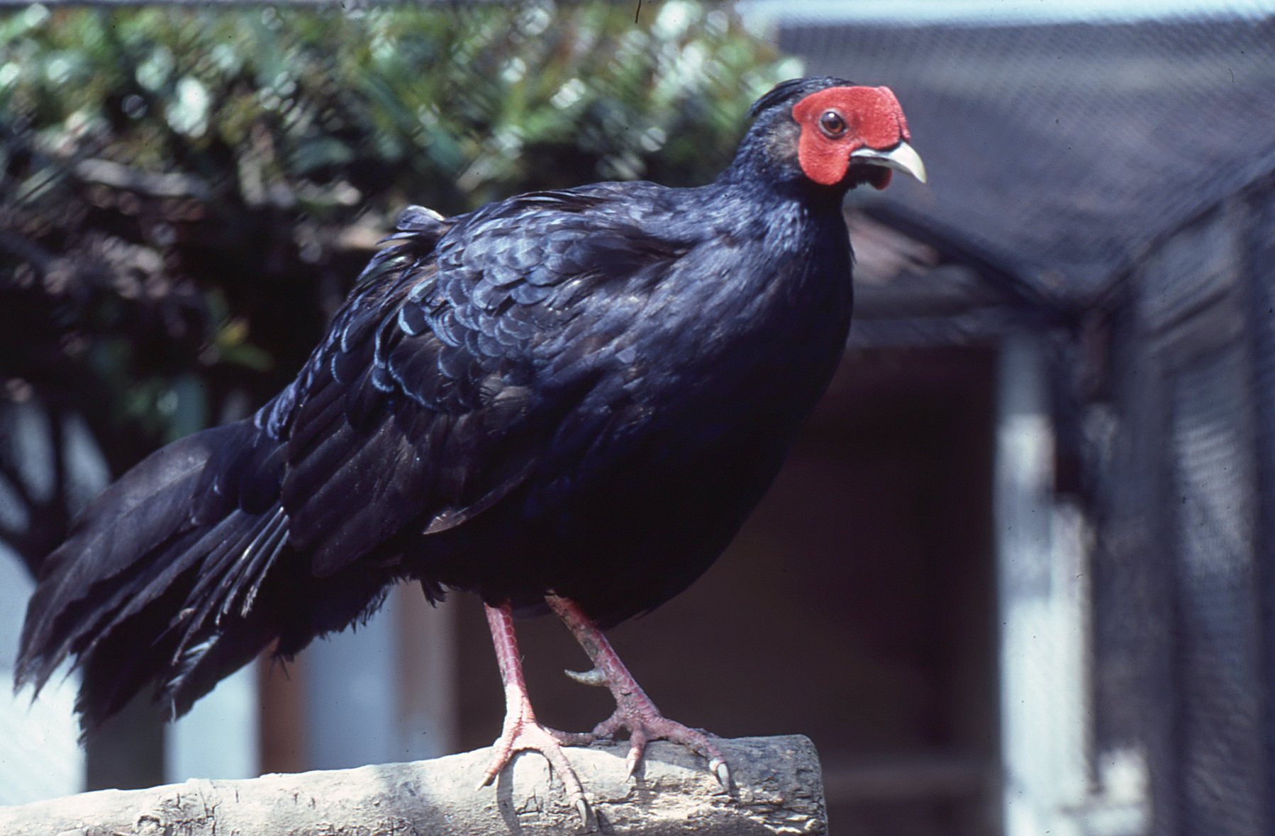Image of Imperial Pheasant