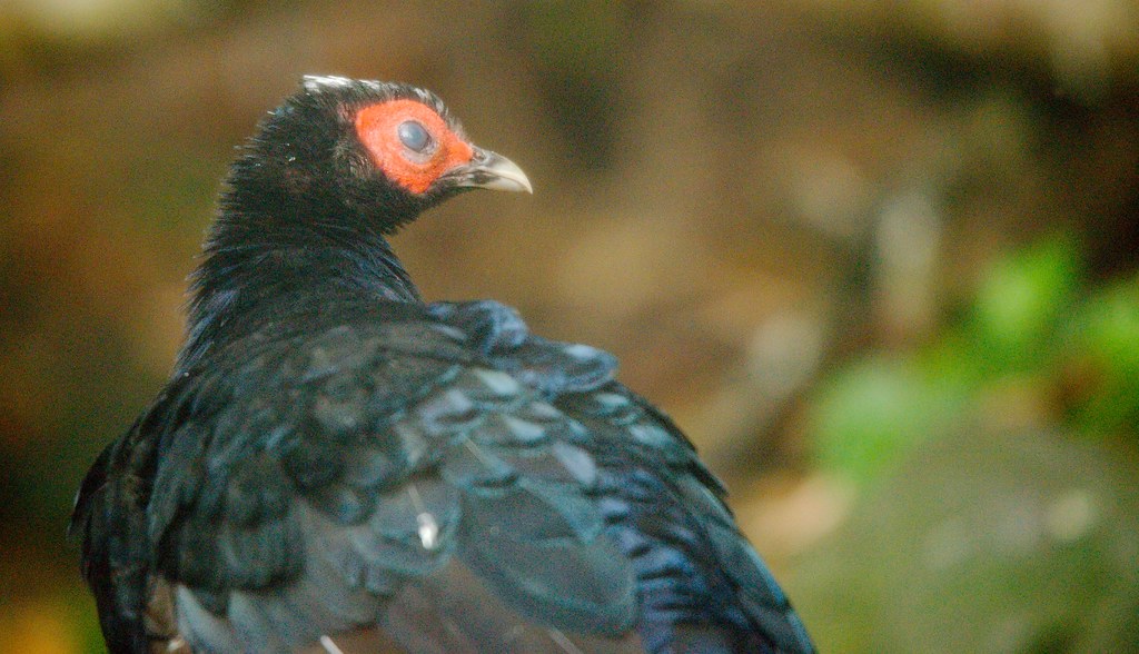 Image of Edwards's Pheasant