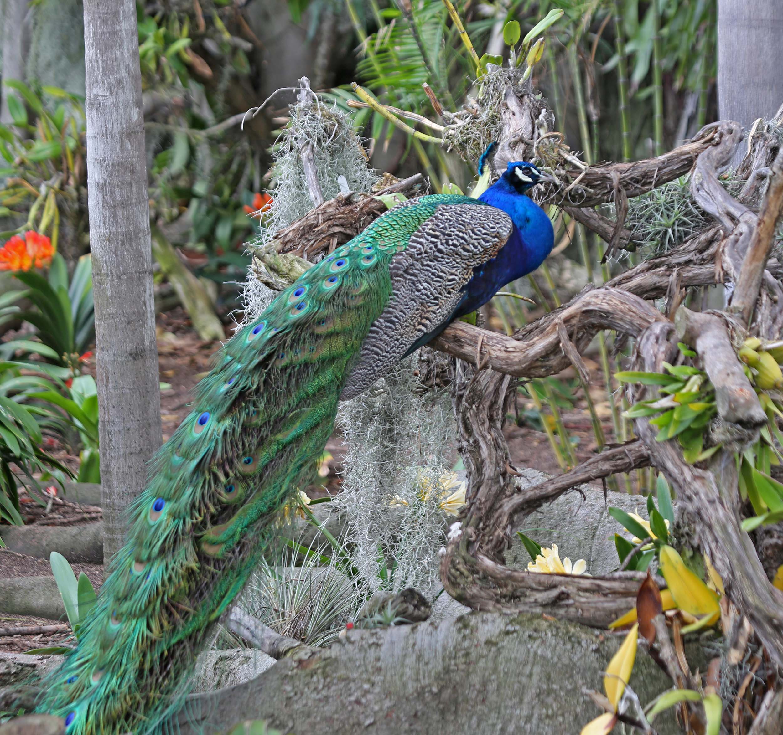 Image of Indian Peafowl