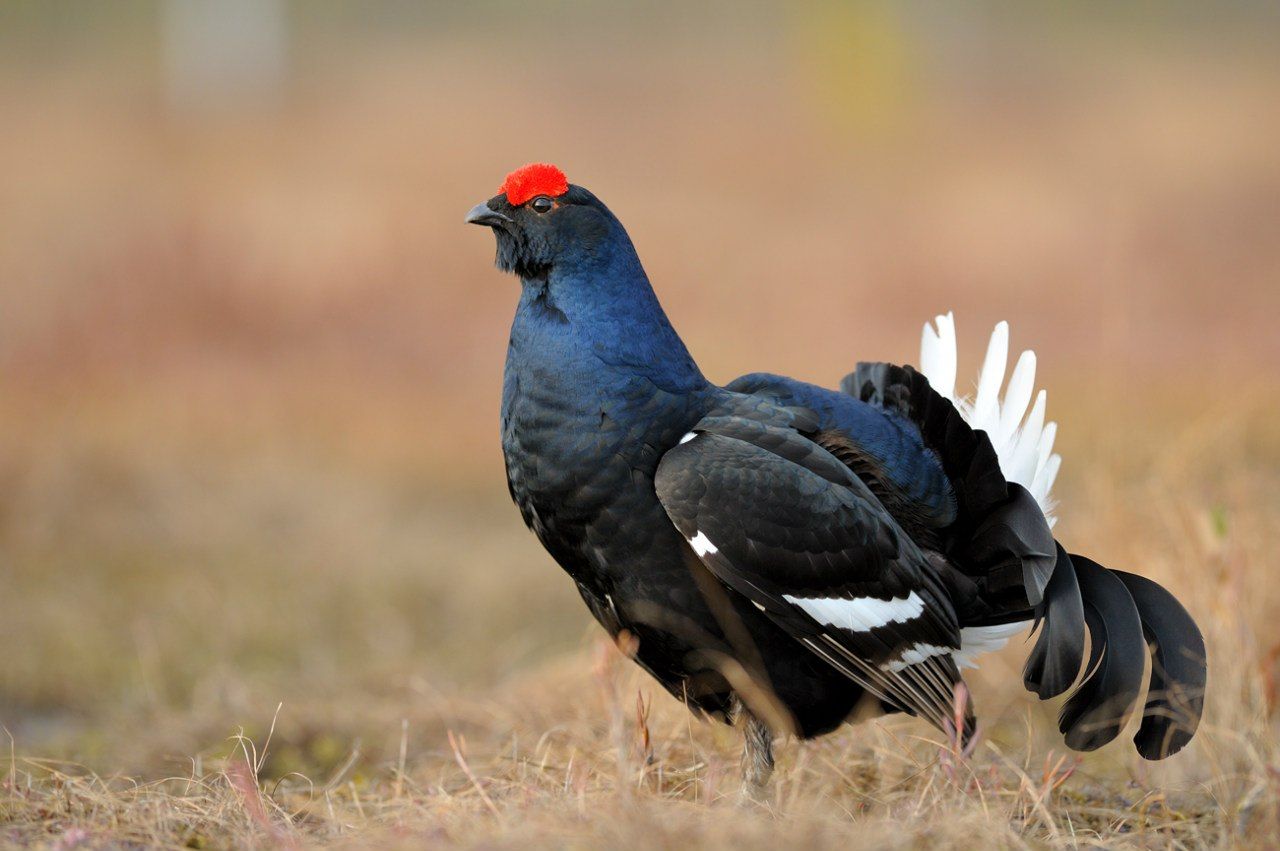 Image of Black Grouse